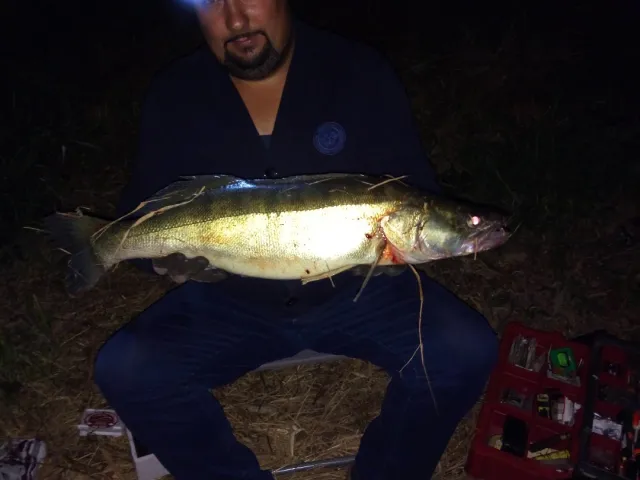 Zander