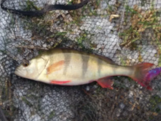 Flussbarsch