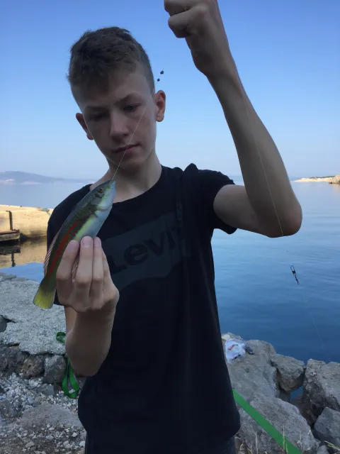 Lippfisch