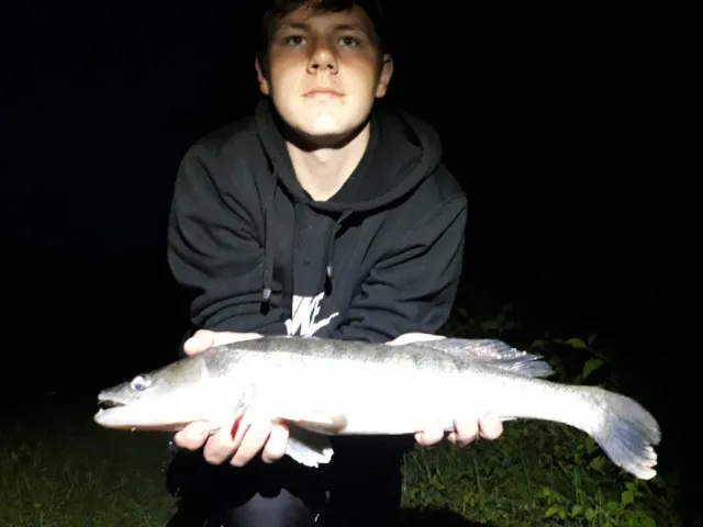 Zander