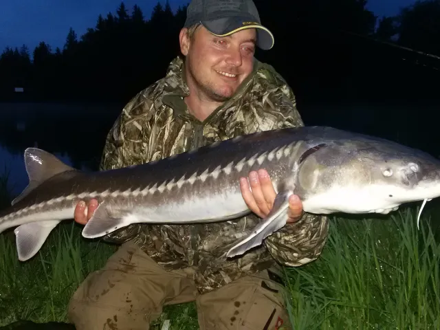 Stör