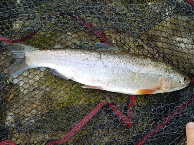Regenbogenforelle