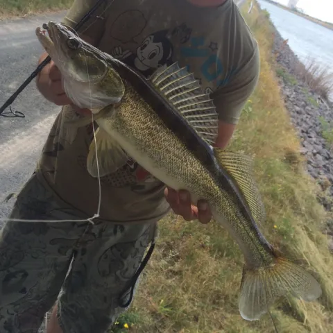 Zander