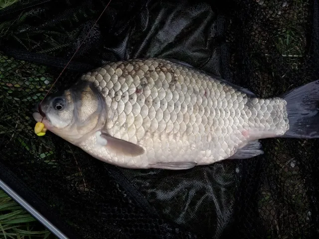 Giebel