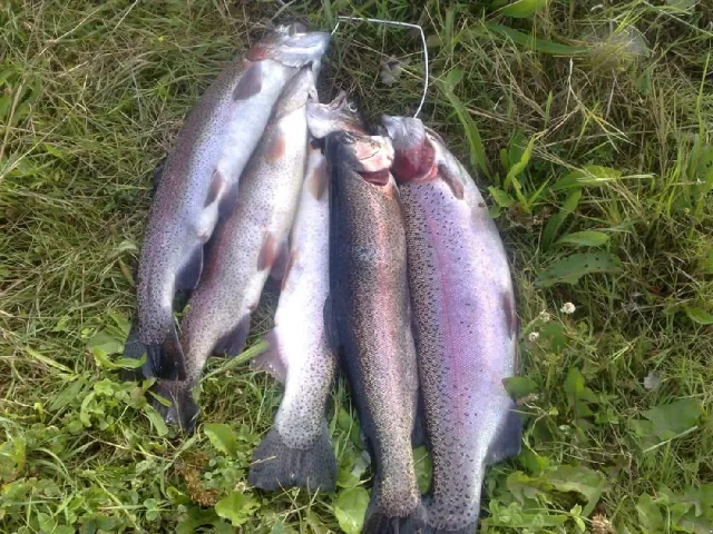 Regenbogenforelle