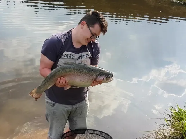 Regenbogenforelle