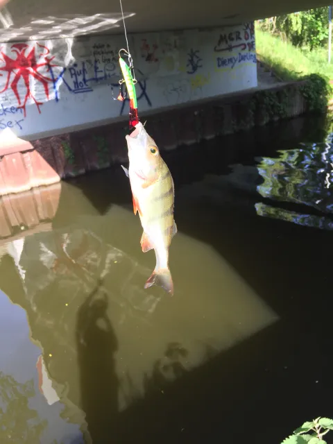 Flussbarsch
