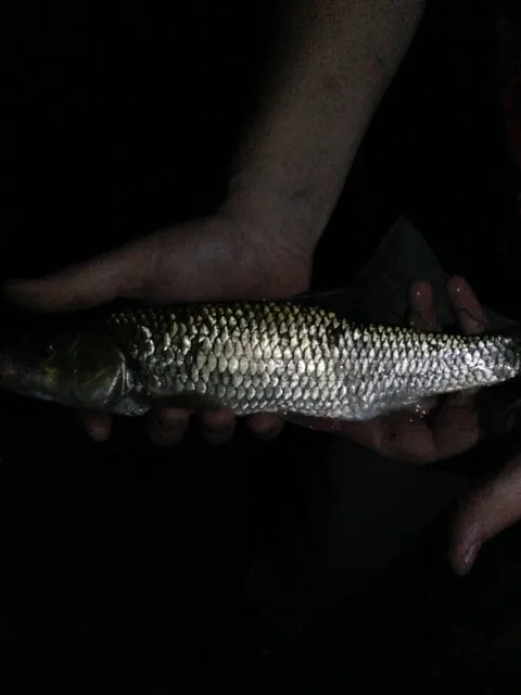 Döbel