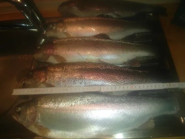 Regenbogenforelle
