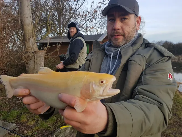 Goldforelle