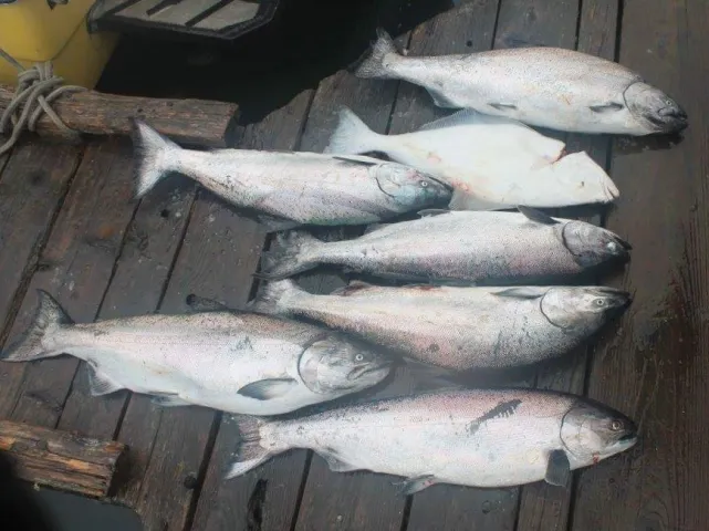 Lachs