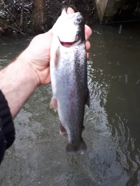 Regenbogenforelle
