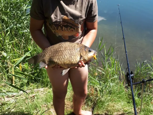 Karausche