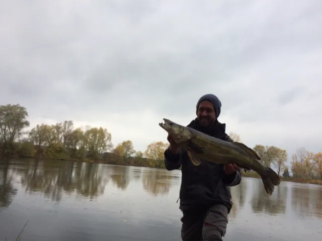 Zander