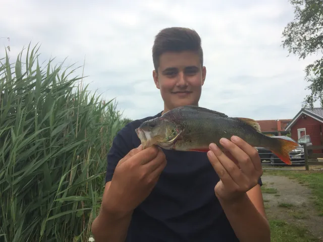 Flussbarsch