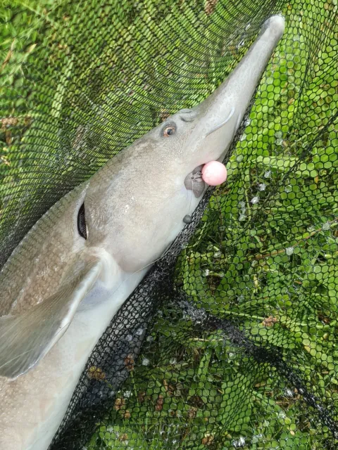 Stör