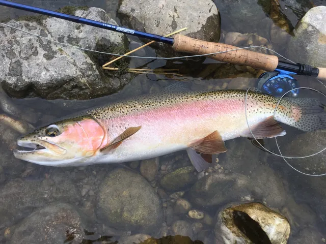 Regenbogenforelle