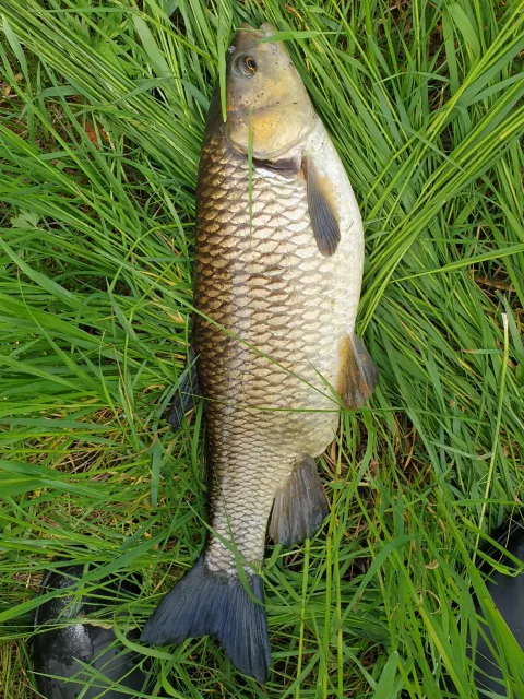 Döbel