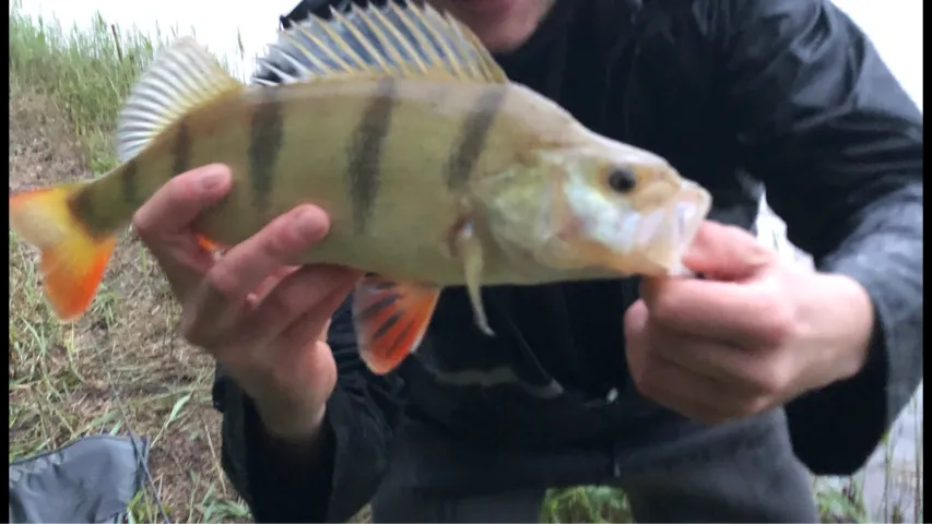 Flussbarsch