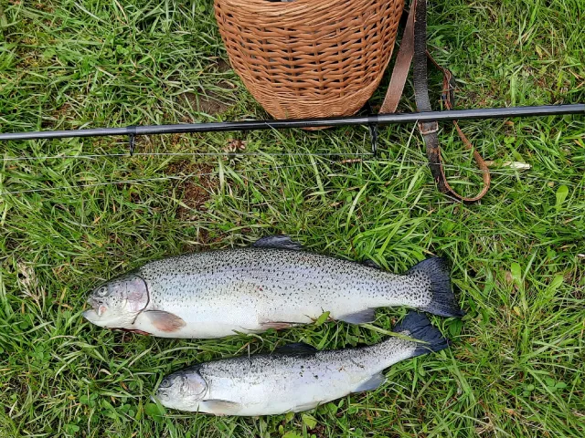 Regenbogenforelle