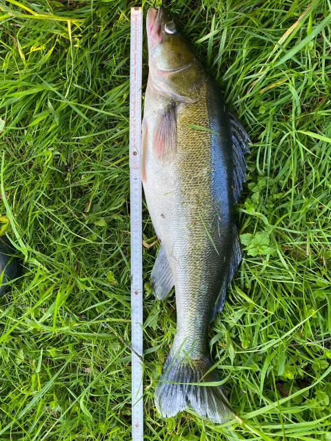 Zander