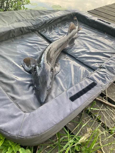Stör