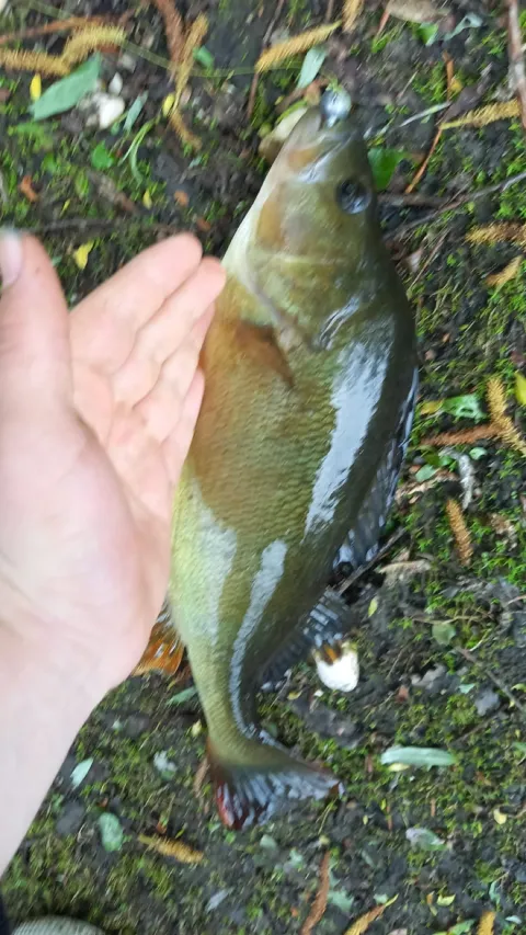 Flussbarsch