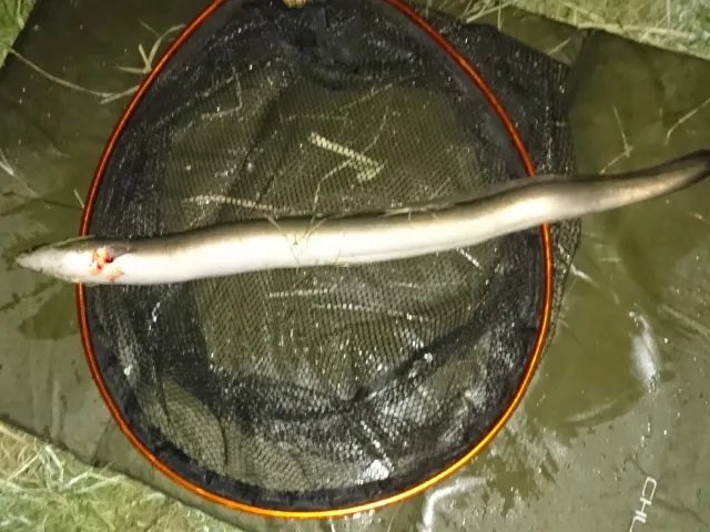 Aal