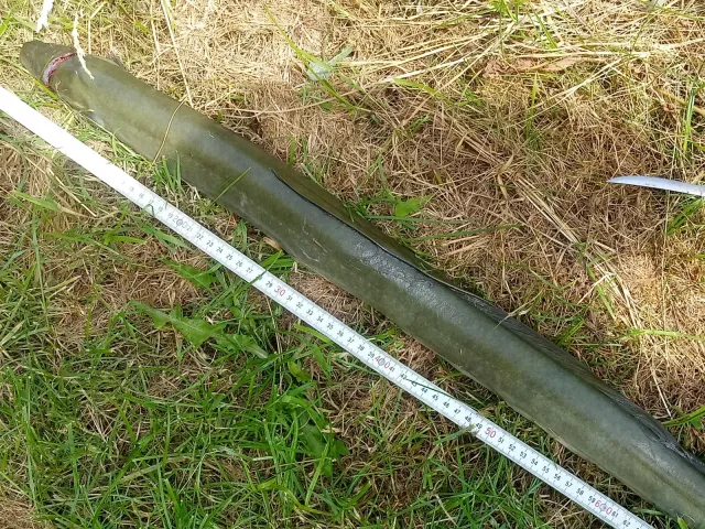 Aal