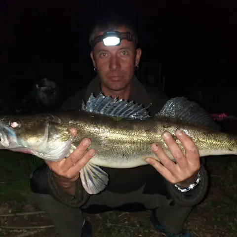 Zander