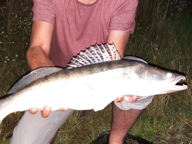 Zander