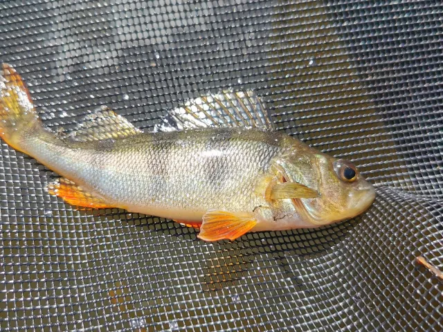 Flussbarsch