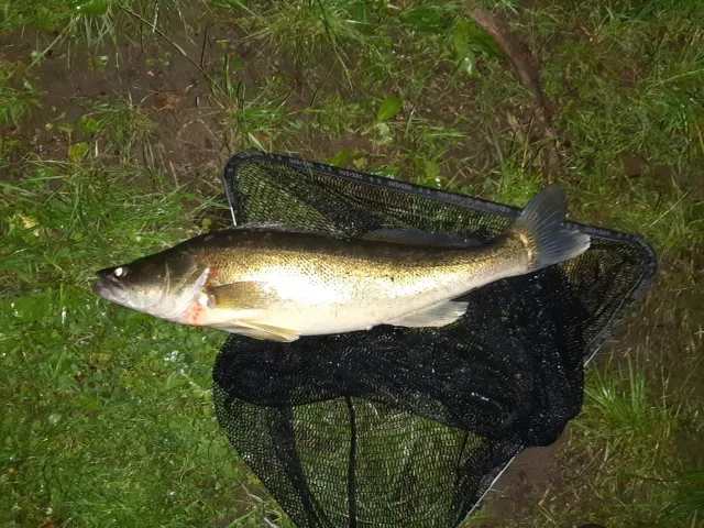 Zander