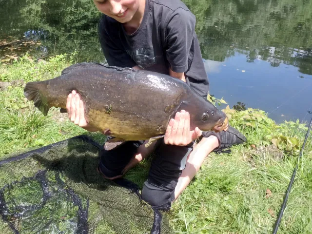 Karpfen