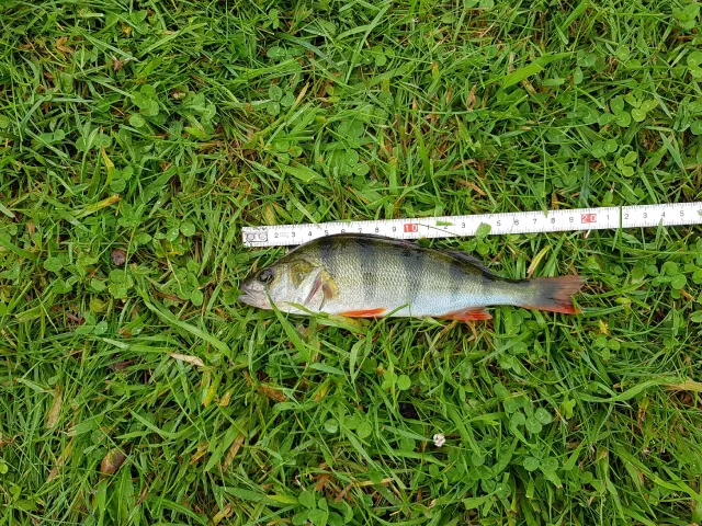 Flussbarsch