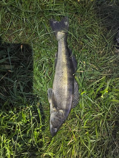 Zander