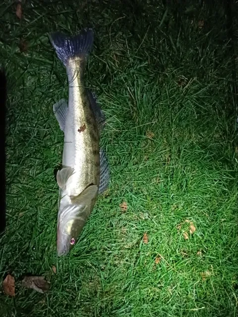 Zander