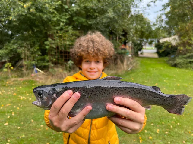 Regenbogenforelle