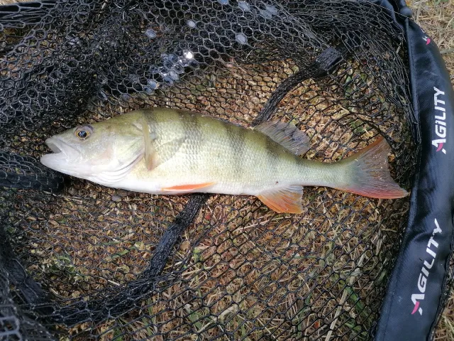 Flussbarsch