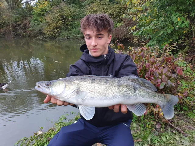 Zander