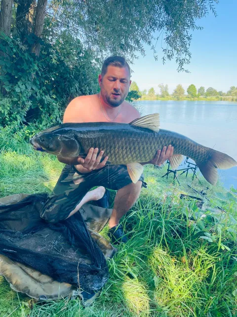 Graskarpfen