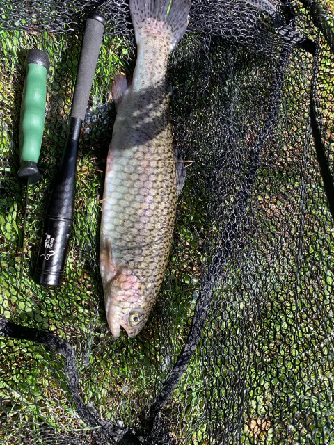 Regenbogenforelle