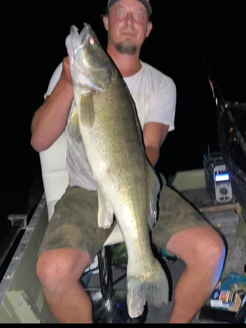 Zander