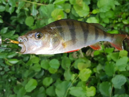 Flussbarsch