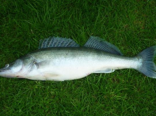 Zander
