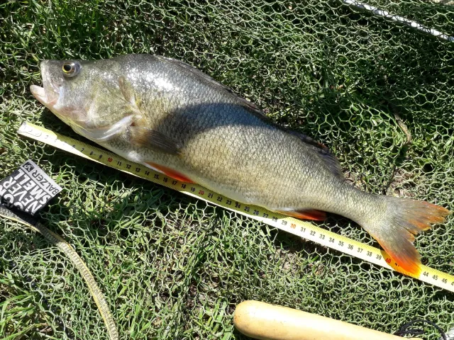 Flussbarsch