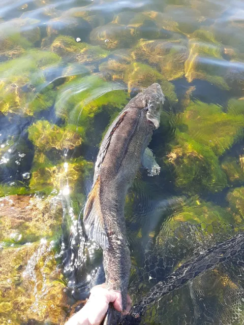 Zander