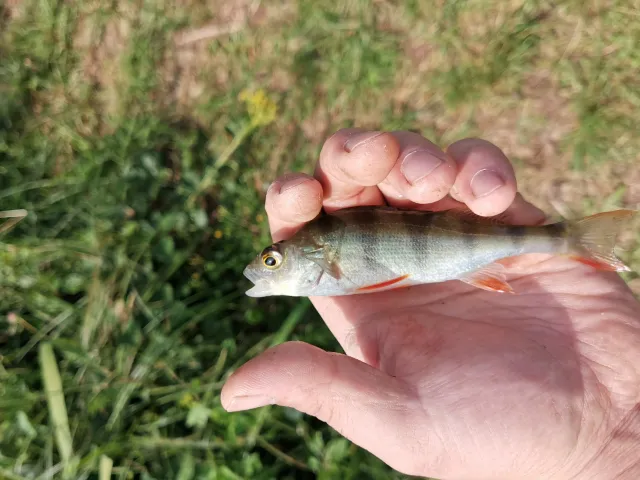 Flussbarsch