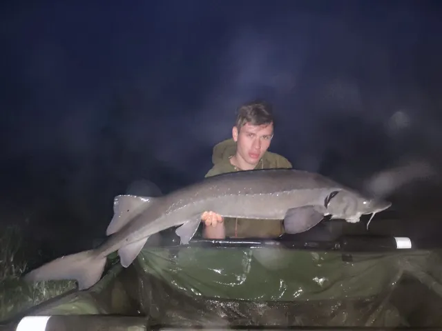 Stör