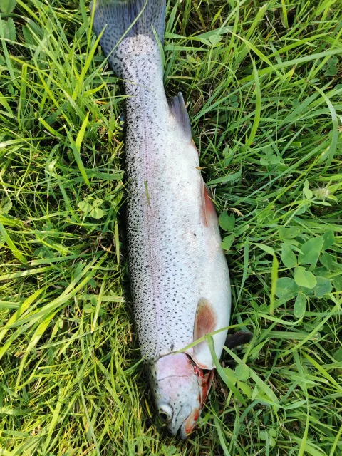 Regenbogenforelle